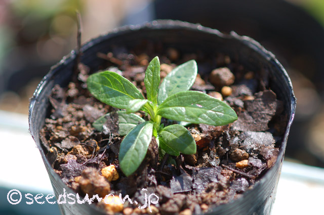 cistus_ladanifer_20160329