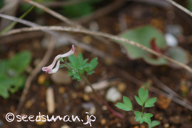 corydalis_decumbens_20160324