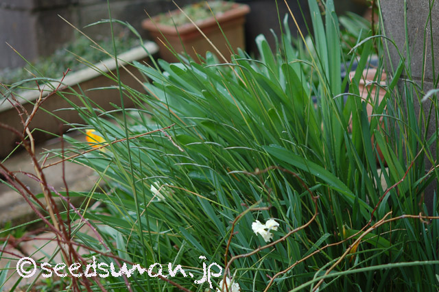 gladiolus_tristis_v_concolor_viridiflora_20160324