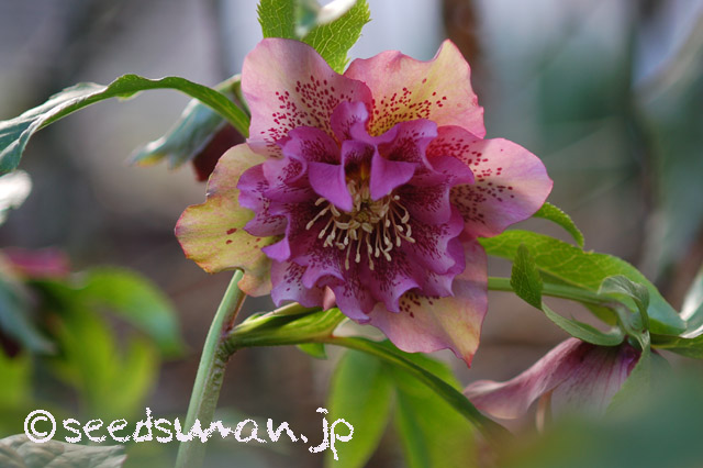 helleborus_WashfieldDoubles_20160301