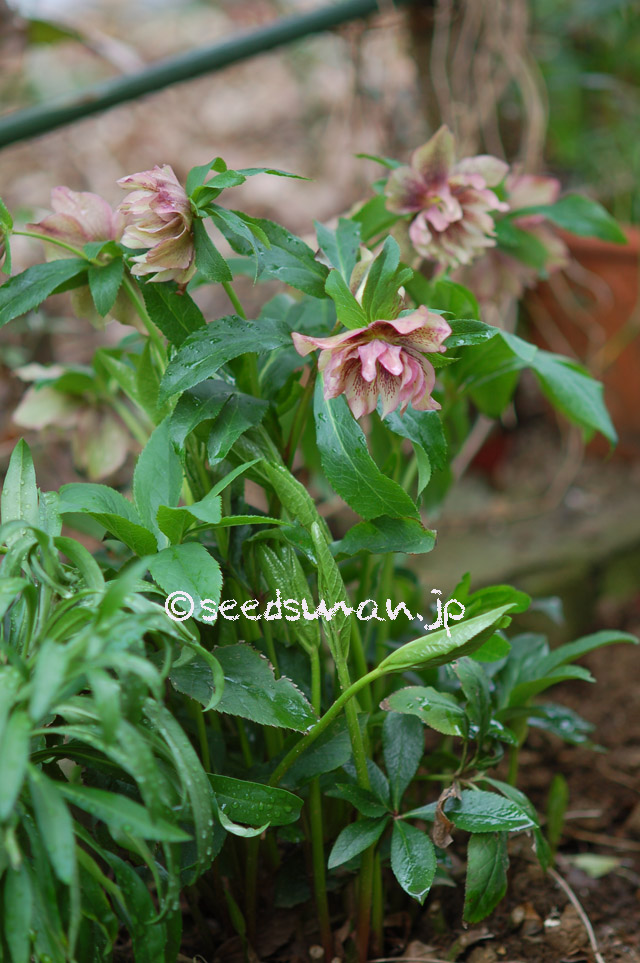 helleborus_WashfieldDoubles_20160324