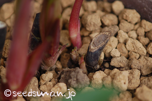 helleborus_lividus_subsp_corsicus_20160324_1