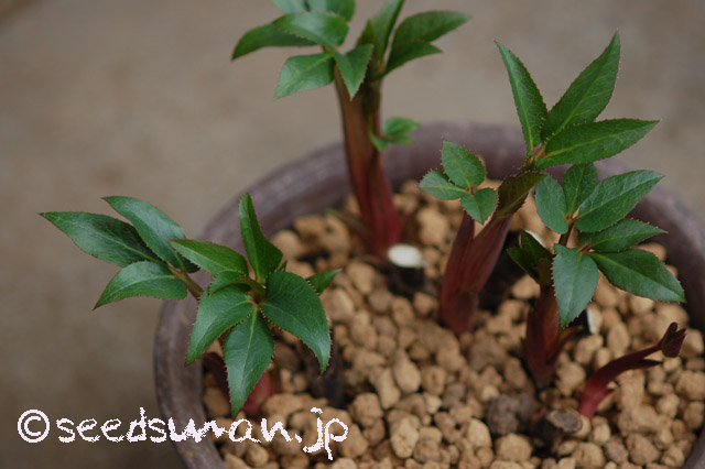 helleborus_lividus_subsp_corsicus_20160324_2