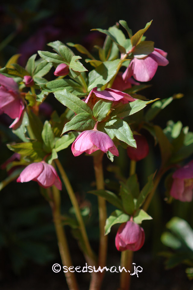 helleborus_orientalis_RR_Misho_20160325
