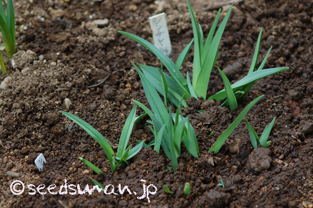 hemerocallis_ScintillationinPink_20160322