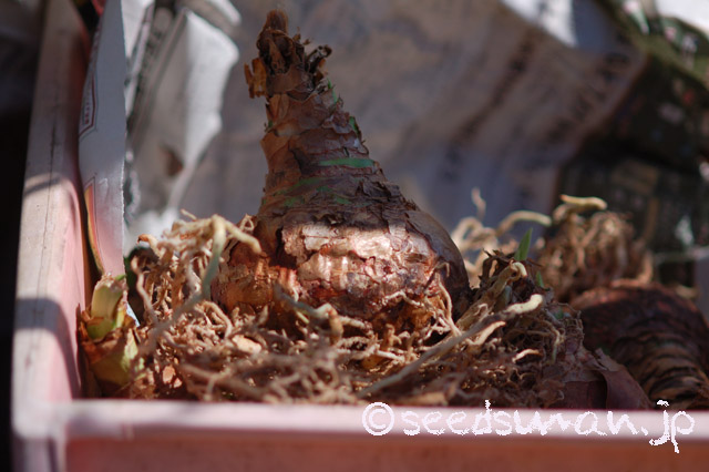hippeastrum_Appleblossom_20160325
