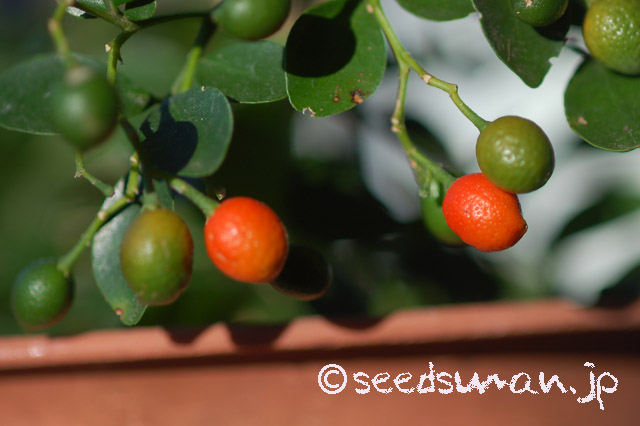 murraya_exotica_20160302_1