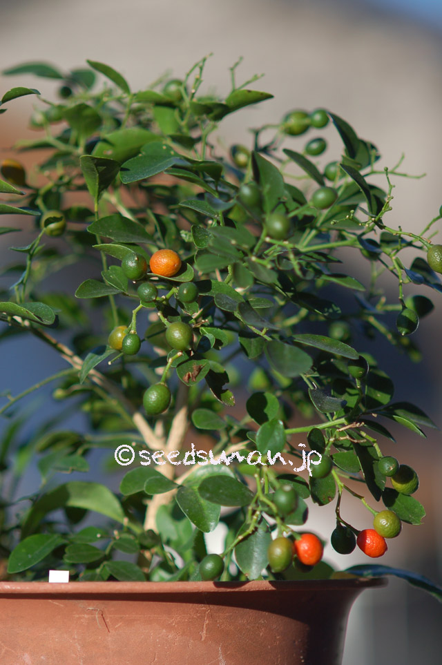 murraya_exotica_20160302_2