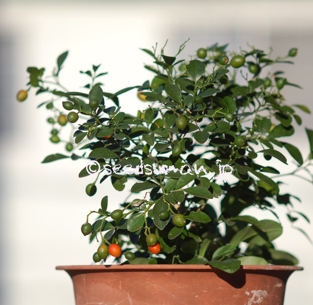 murraya_exotica_20160302_3