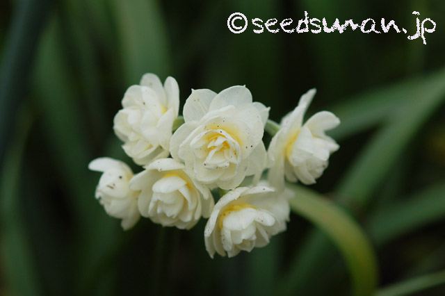 narcissus_Erlicheer_20160320