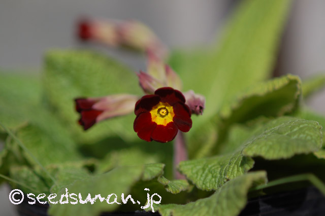 primula_x_polyantha_SpiceShade_20160329