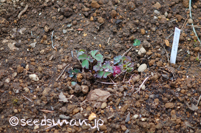 aquilegia_flabellata_v_pumila_P_20160401