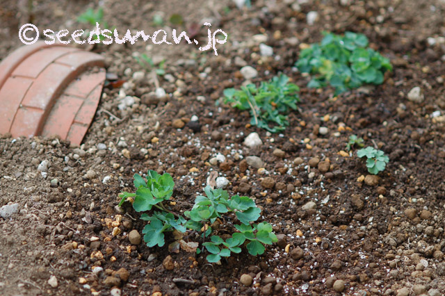 aquilegia_sp_20160401