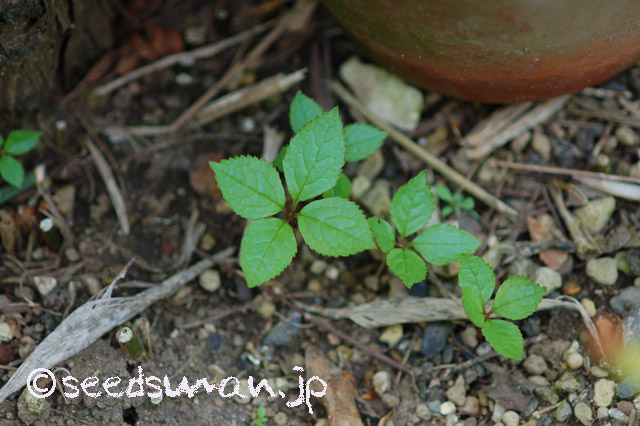chloranthus_japonicus_20160416