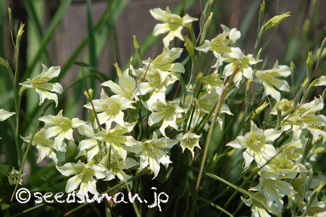 gladiolus_tristis_v_concolor_viridiflora_20160412