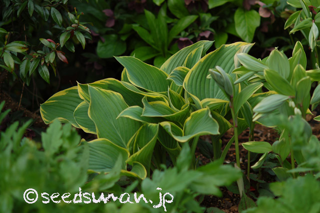 hosta_fluctuanus_Sagae_20160416
