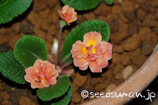 primula_Doubleprimroses_O_20160415