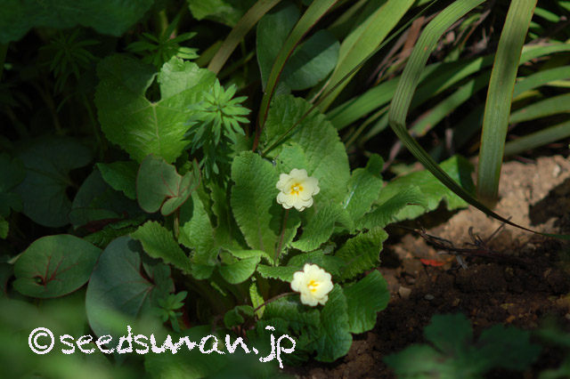 primula_Doubleprimroses_Y_20160415