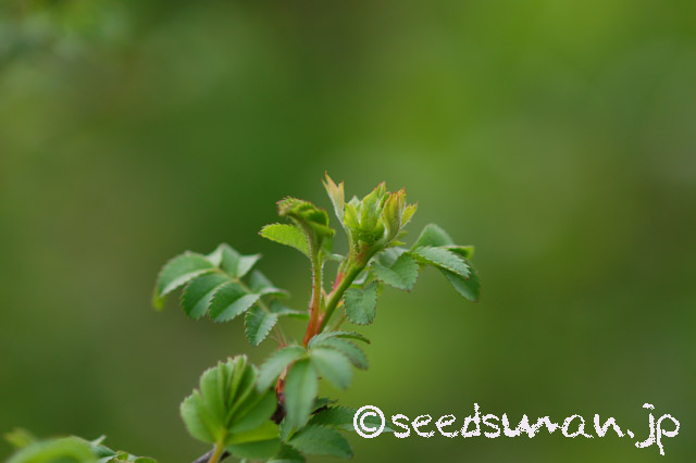 rosa_hirtula_20160416