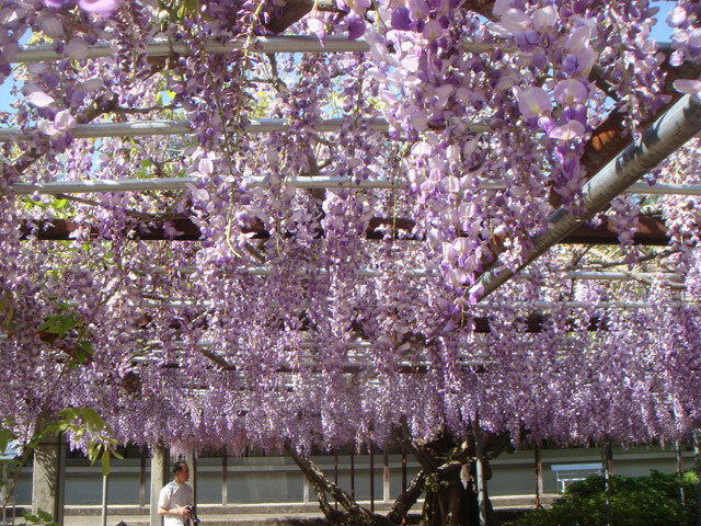 awa_dougakuji_20160422_4