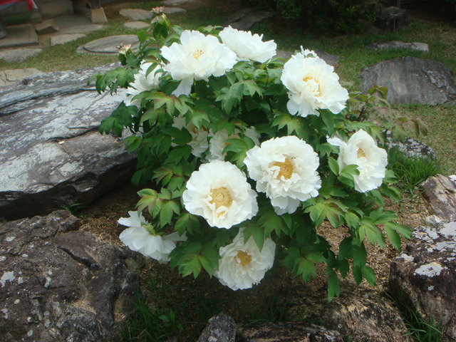 awa_kokubunji_20160423_6