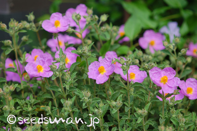 cistus_incanus_20160503_1