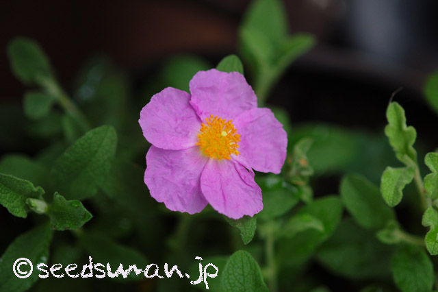 cistus_incanus_20160509