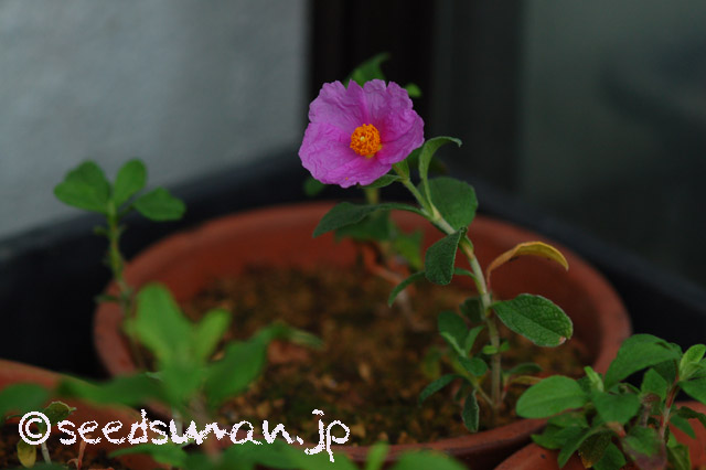 cistus_incanus_20160510