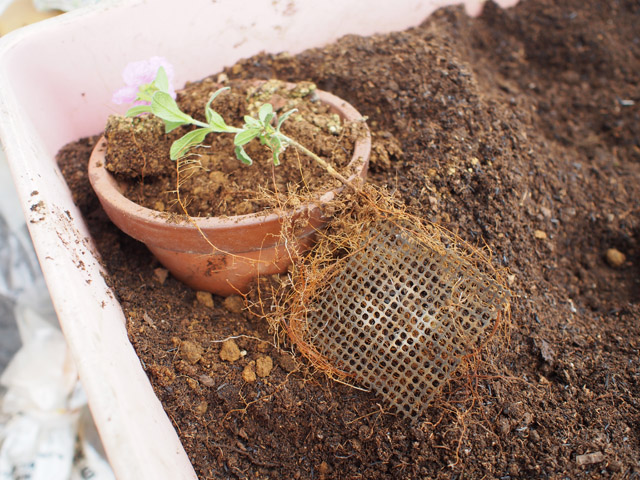 Cistus incanus 根が出た挿し木苗