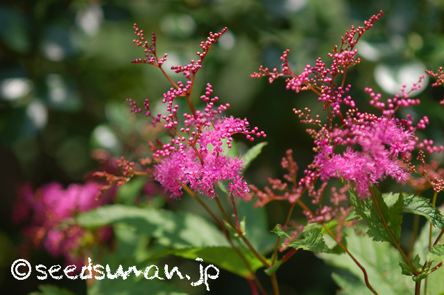 filipendula_purpurea_20160523