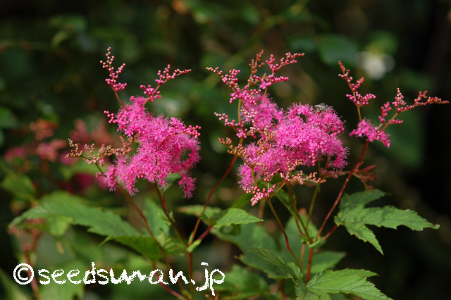 filipendula_purpurea_20160525