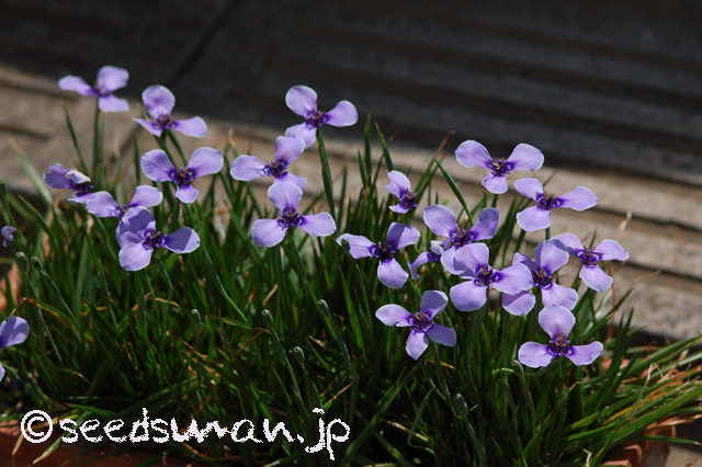 herbertia_amoena_20160513