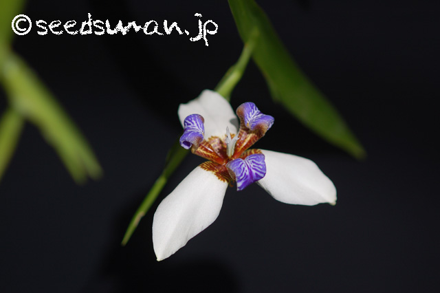 neomarica_northiana_20160523