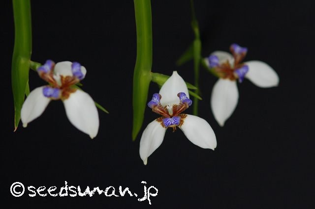 neomarica_northiana_20160525