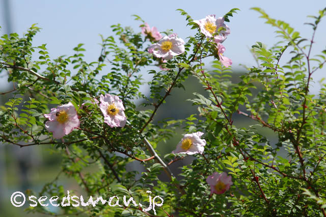 rosa_hirtula_20160508
