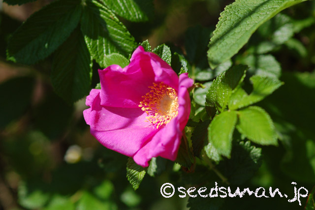 rosa_rugosa_Namiita_20160508