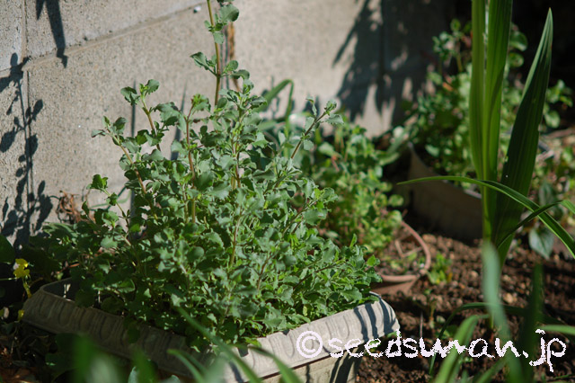 salvia_africana-lutea_20160512