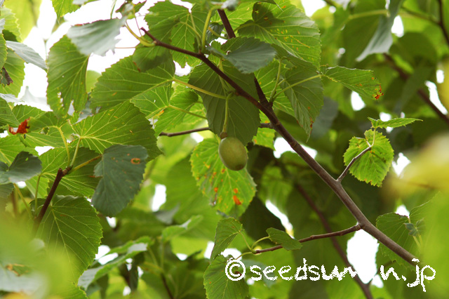 davidia_involucrata_20160629