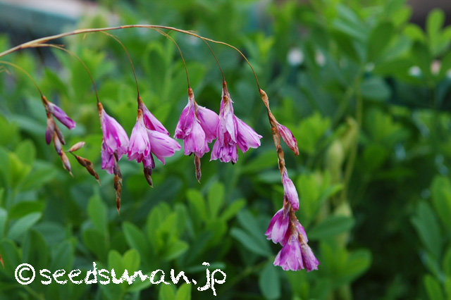 dierama_20160615_1