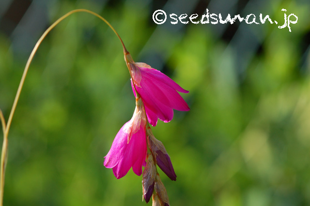 dierama_20160618_1