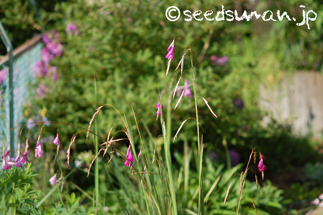 dierama_20160618_2