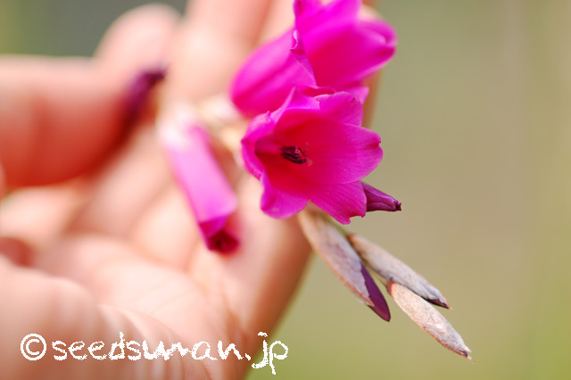 dierama_20160619_2