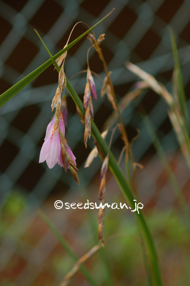 dierama_Mixed_SansokaiS_20160620