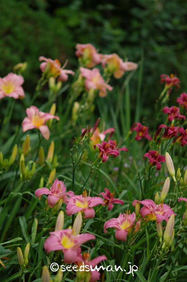 hemerocallis_20160629