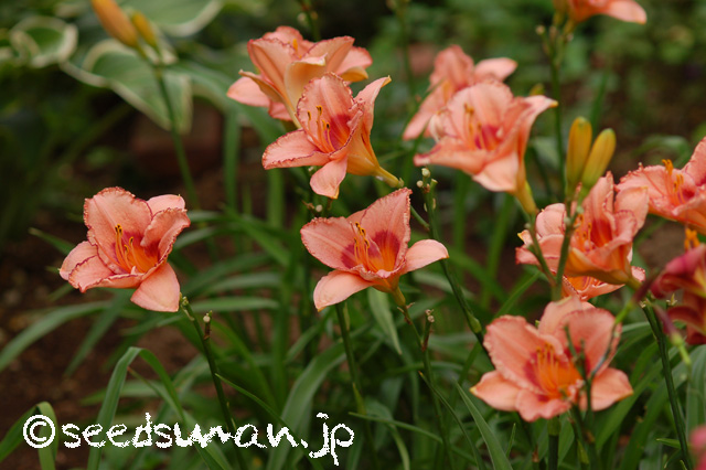 hemerocallis_LadyDancer_20160630