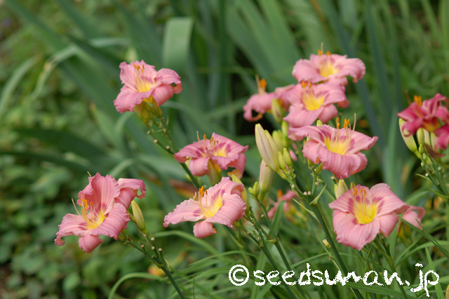 hemerocallis_NuminousMoments_20160630