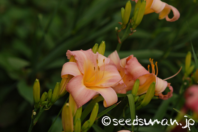 hemerocallis_OlallieOrchid_20160630