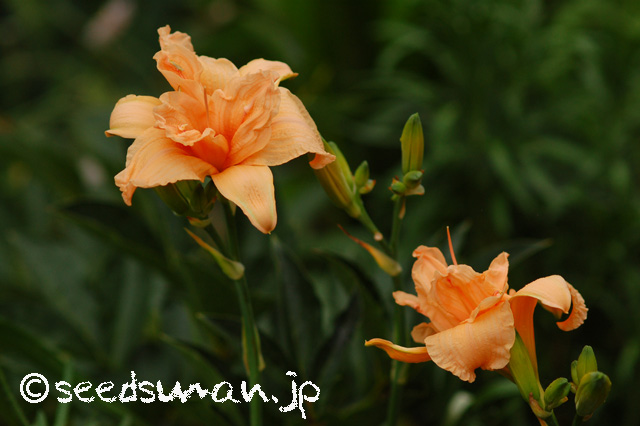 hemerocallis_SiloamDoubleClassic_20160620_1