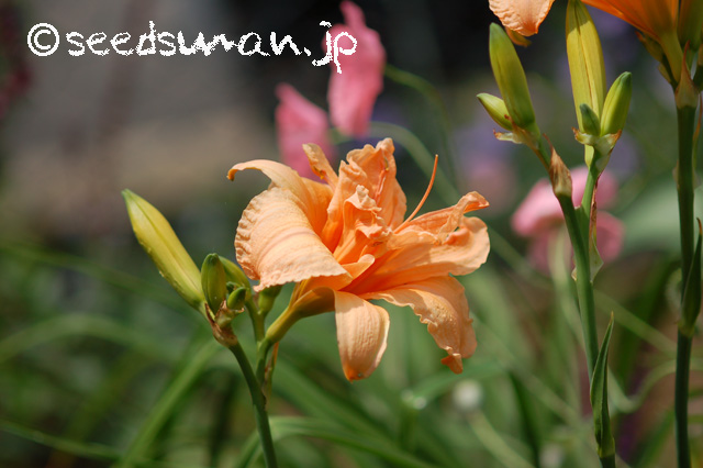 hemerocallis_SiloamDoubleClassic_20160620_2