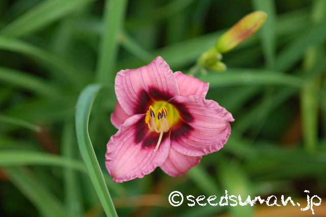 hemerocallis_SiloamTeeTiny_20160629